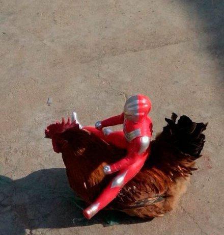 看起来很配的样子! 看起来很配的样子!