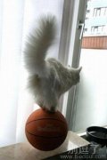 平衡大师小猫咪！