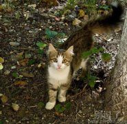 眼睛不小啊，小猫！