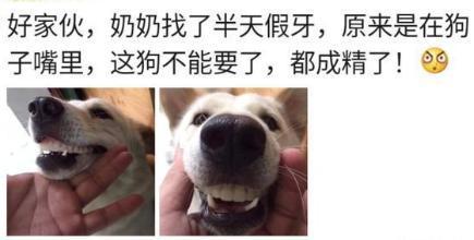 奶奶的假牙找不到了,最后发现竟然在狗的嘴里...哈哈哈哈 奶奶的假牙找不到了,最后发现竟然在狗的嘴里...哈哈哈哈