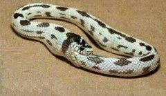 蛇太饿了 蛇太饿了