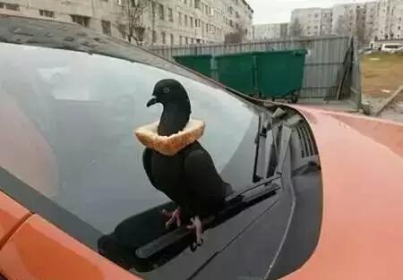 麻麻再也不用担心我会饿了