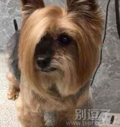 哈哈,我的发型是不是酷毙了 哈哈,我的发型是不是酷毙了