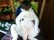 一只妖娆的小猫。 一只妖娆的小猫。