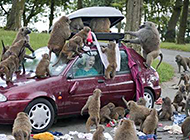 一群胆大包天的猴子。 一群胆大包天的猴子。