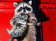 做了猫质的猫咪。 做了猫质的猫咪。