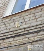 看我喵星人的圣功 看我喵星人的圣功