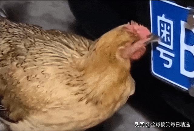 神回复:鸭子最希望的就是不被人吃掉吧 神回复:鸭子最希望的就是不被人吃掉吧