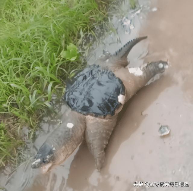 神回复:鸭子最希望的就是不被人吃掉吧 神回复:鸭子最希望的就是不被人吃掉吧