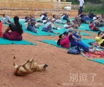 练瑜伽的汪星人。 练瑜伽的汪星人。