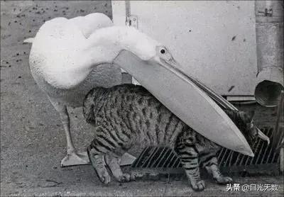 搞笑图片合集:此时此刻,我只想静静 搞笑图片合集:此时此刻,我只想静静