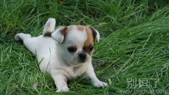 我好萌,怎么办 ?? 我好萌,怎么办 ??