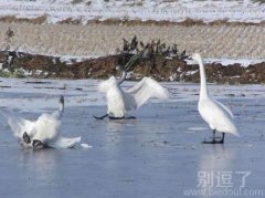 有这么滑吗,哈哈哈 有这么滑吗,哈哈哈