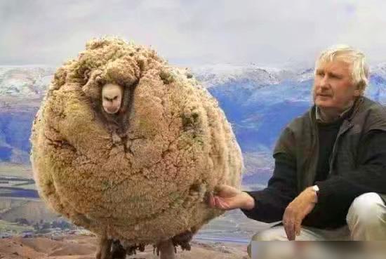 每日一笑:熊哥,这是什么玩意,不知道能不能吃 每日一笑:熊哥,这是什么玩意,不知道能不能吃