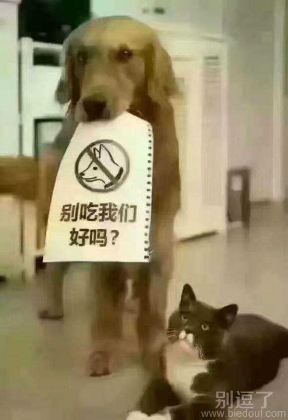 请不要吃狗肉!! 请不要吃狗肉!!