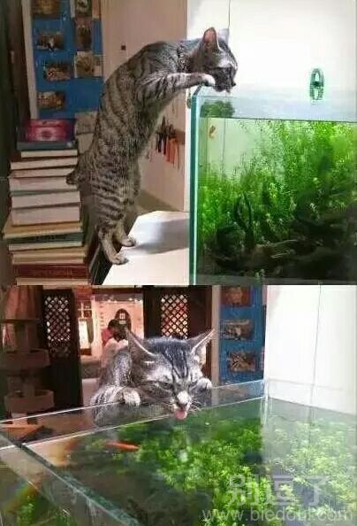 出来吧小鱼们，躲着也没用