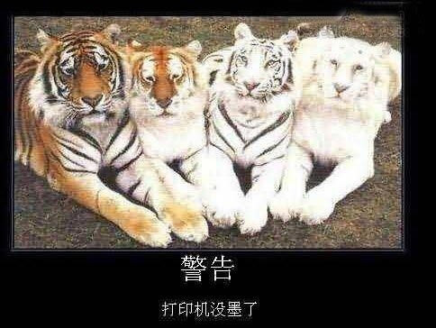 动物群体里也有强与弱之分