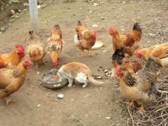 动物群体里也有强与弱之分