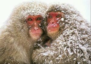 抱团取暖的猴子。。