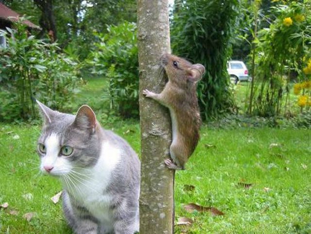 搞笑的老鼠,小狗,猫咪,猴子等动物图片