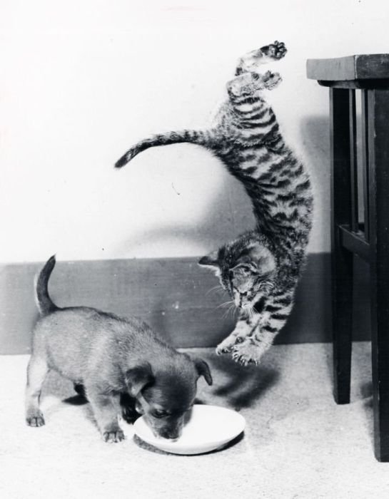 搞笑的老鼠,小狗,猫咪,猴子等动物图片