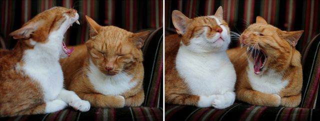 搞笑的老鼠,小狗,猫咪,猴子等动物图片