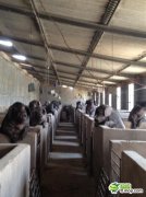 群主什么时候开饭啊