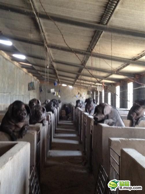 群主什么时候开饭啊