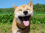 有了就赶紧去看吧,和你聊天挺烦的 有了就赶紧去看吧,和你聊天挺烦的