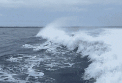 海里蹦得欢乐的鲨鱼 海里蹦得欢乐的鲨鱼