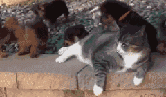 猫咪被狗狗围攻，吓得根本不敢动