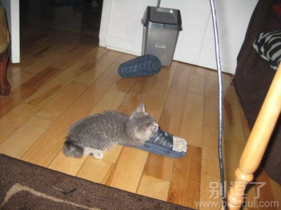 惩罚猫咪，一只拖鞋就够了