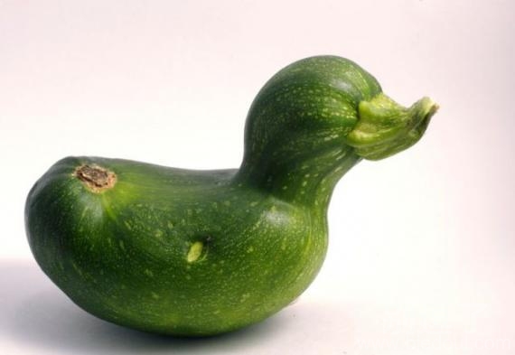 我是一只小鸭子,黄瓜 我是一只小鸭子,黄瓜