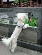 一只在寻找妈妈的小狗。