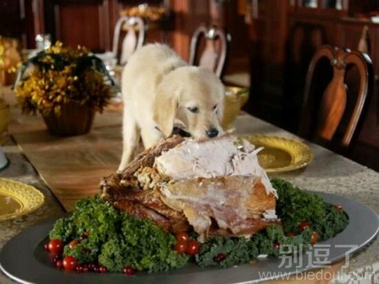 正在吃东西的小狗。 正在吃东西的小狗。