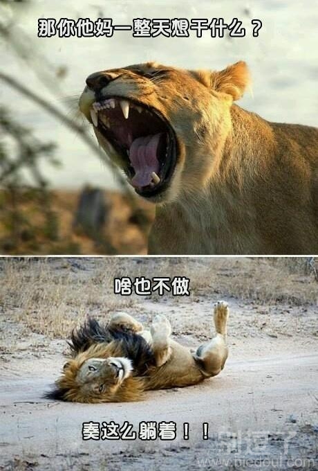 两只动物的对话。 两只动物的对话。