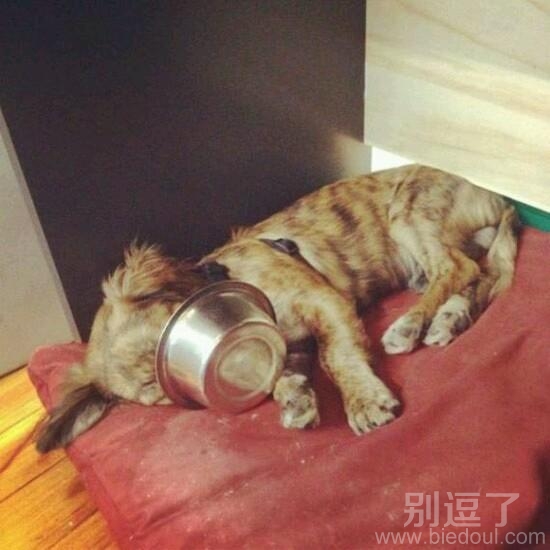 正在睡觉的小屁狗。 正在睡觉的小屁狗。