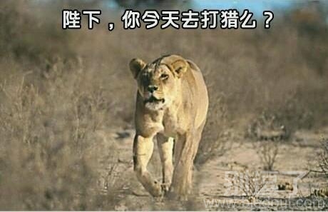 你今天去打猎吗?? 你今天去打猎吗??