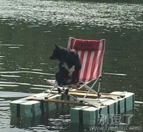 完蛋了,汪星人晕船了 完蛋了,汪星人晕船了