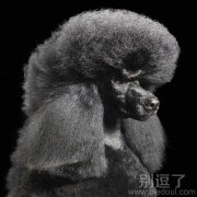 黑色的贵嫔犬写真。