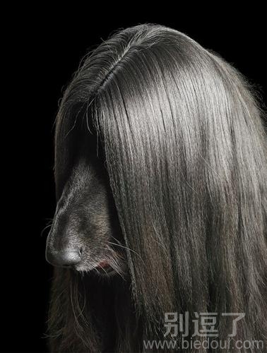 这是一只非主流小狗 这是一只非主流小狗