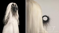 真是漂亮的狗啊! 真是漂亮的狗啊!