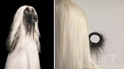 真是漂亮的狗啊！