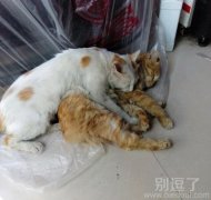 两只有爱的猫咪。