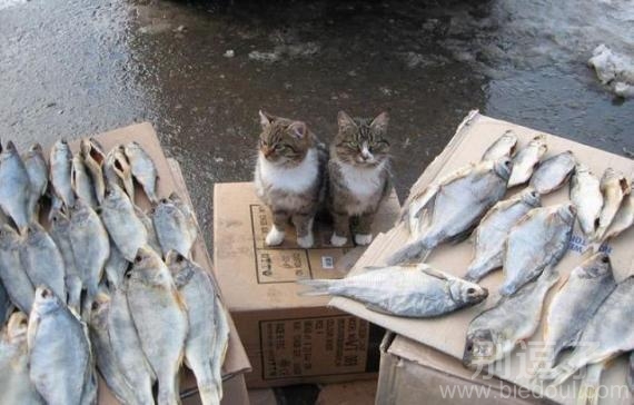 鱼市的两只猫老板 鱼市的两只猫老板