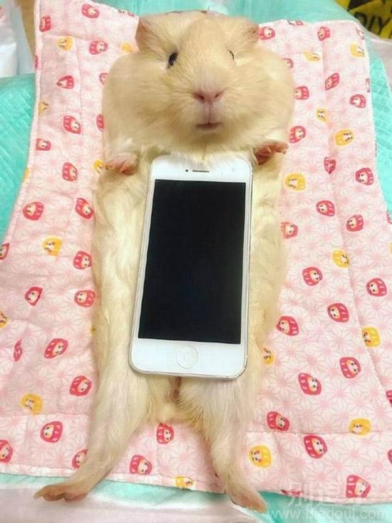 一个貌似很重的手机。 一个貌似很重的手机。