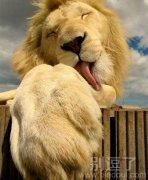 一头卖萌的狮子。 一头卖萌的狮子。