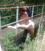 当马儿掉下去以后！