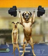 正在举杠铃的汪星人。