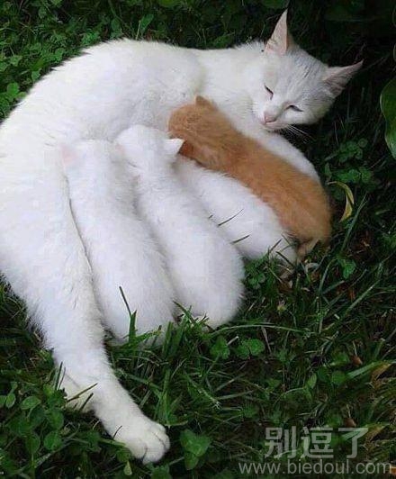 小猫咪的孩子。。 小猫咪的孩子。。